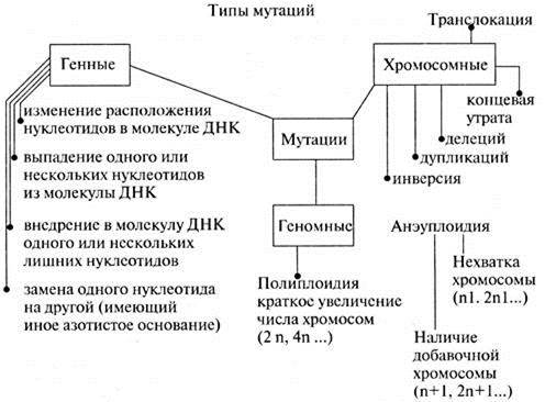 Составьте схему виды мутаций