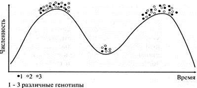 Частоты генотипов в популяции. Изменение генотипической структуры популяции это.