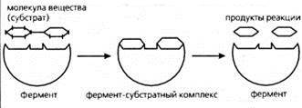 Схема образования комплекса фермент вещество