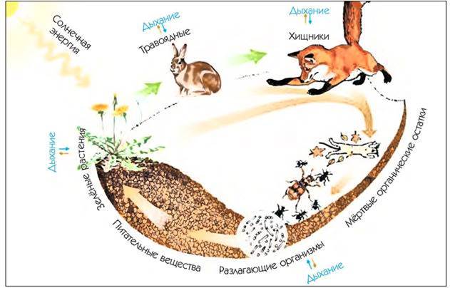 Схема круговорота веществ в экосистеме