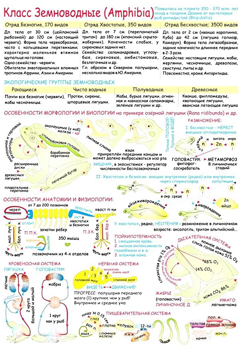 Интеллект карта земноводные