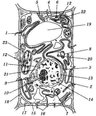 Растительная клетка строение рисунок без подписей