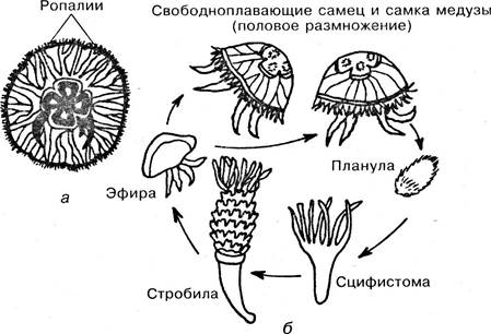 Цикл полипов. Жизненный цикл медузы Аурелии ушастой. Планула кораллового полипа. Жизненный цикл коралловых полипов. Жизненный цикл стрекающих.