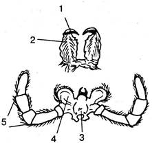 Хелицеры и педипальпы паука рисунок с подписями