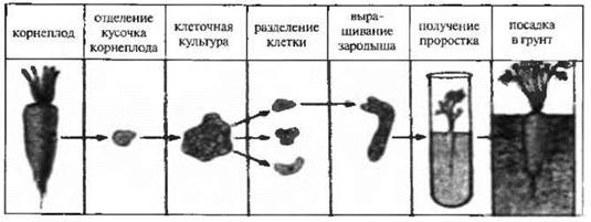 Какой объект изображен на рисунке