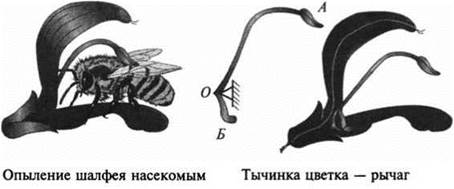 В интернете найдите фотографию какого либо насекомого рассмотрите изображение какие части